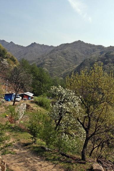 점태양지 선득영씨 농막(축사) 주변으로 봄꽃들이 흐드러지게 피어 있다. 뒤쪽 산자락이 초암능선. 