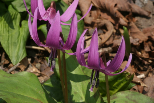 얼레지(일명 가제무릇)