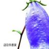 [현진오의 꽃따라산따라] (13) 경기 가평 유명산