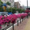 [Seoul In] 성산로 등 화단 조성 경관 개선