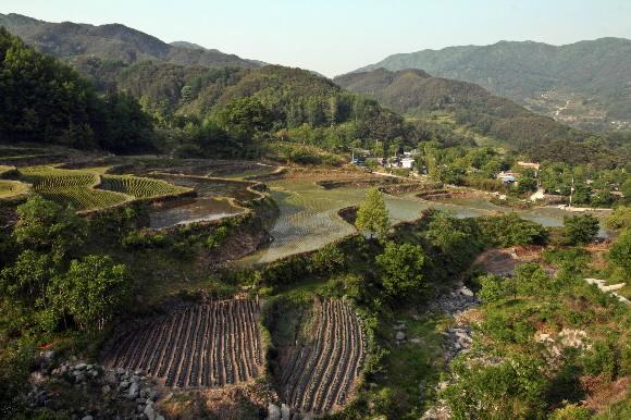 창원마을 다랑논과 숲속에 자리한 듯한 마을 풍경.