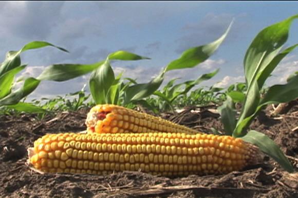 유전자변형식품의 안전성을 짚어보는 20일 MBC 스페셜 ‘밥 한 공기’편.