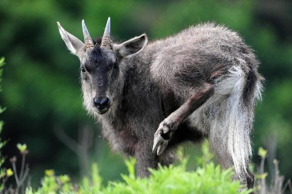 천연기념물 제 217호 산양이 한가롭게 풀을 뜯고 있다.