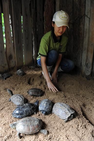 서울대공원 수의사가 남생이에게 마이크로 칩을 삽입하고 있다.