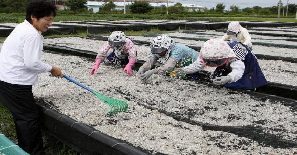 3일 충남 태안군 근흥면 도황리 채석포항에서 어민들이 잡은 멸치를 삶은 뒤 말리기 위해 마을 공터 그물에 널고 있다. 태안군 제공