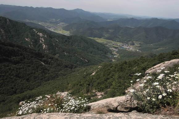 육산·골산 오르는 재미가 쏠쏠한 조령산에 흐드러지게 핀 산구절초.