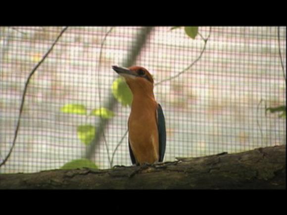 1일 KBS 1TV ‘환경스페셜’이 방영하는 ‘침묵의 섬, 괌-새소리는 어디로 갔나’의  한 장면. 