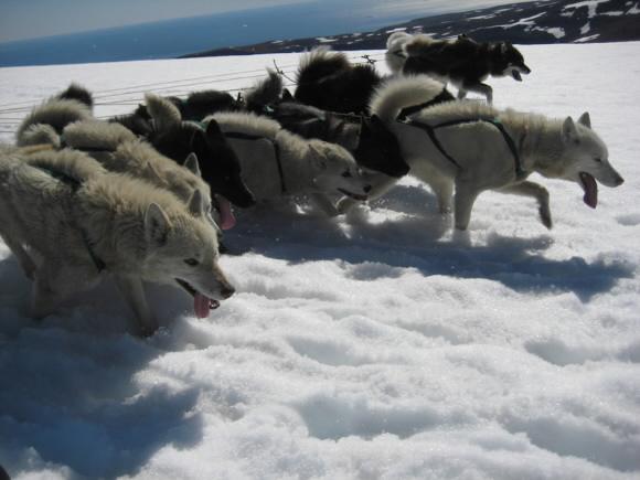 야생과 인간이 한데 어우러진 그린란드의 여름 이야기를 담은 EBS ‘다큐프라임’의 한 장면.