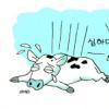 설 곳 없는 젖소 송아지