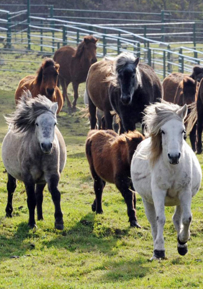 농촌진흥청 국립축산과학원 제주출장소에서 육종 중인 제주마. 
