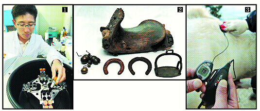 ① 국립축산과학원 이종언 박사가 제주마의 혈액을 채취해 원심분리기에 넣고 있다.  ② 국립축산과학원 제주출장소에서 보관 중인 조선시대 승마장구.  ③ 국립축산과학원 직원들이 경마용으로 육종 중인 제주마의 맥박수를 측정하고 있다. 