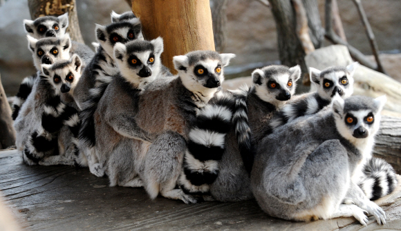 추위에 떠는 원숭이들  평소 앞다리를 벌린 자세로 일광욕을 즐기는 알락꼬리원숭이들이 강추위가 계속된 11일 경기도 용인 에버랜드 동물원 우리에서 줄지어 서로를 껴앉은 채 추위를 피하고 있다. 손형준기자 boltagoo@seoul.co.kr 