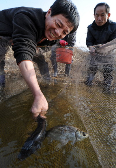경북 상주시 함창읍 신흥2리 주민들이 개천에서 족대로 토종붕어를 잡고 있다. 외래어종들이 전국의 하천과 저수지 등을 점령하면서 토종붕어는 보호가 필요한 어종이 되고 있다. 