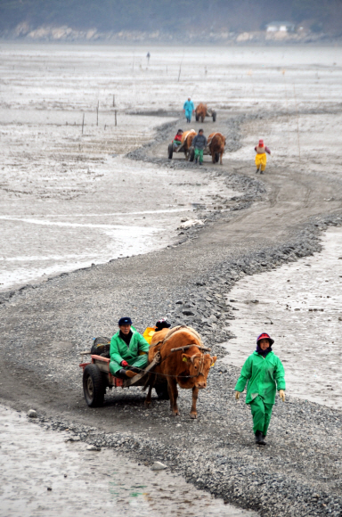 바지락 채취작업을 마치고 웅도로 돌아오는 섬 주민.