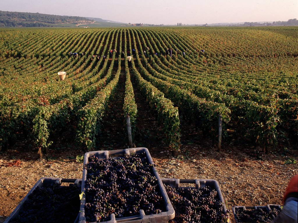 프랑스 부르고뉴 지역의 포도밭 전경   부르고뉴 와인협회 제공