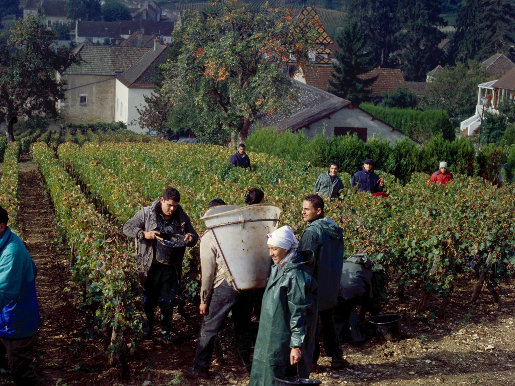 프랑스 부르고뉴 지역의 포도를 수확하는 모습.  부르고뉴 와인협회 제공