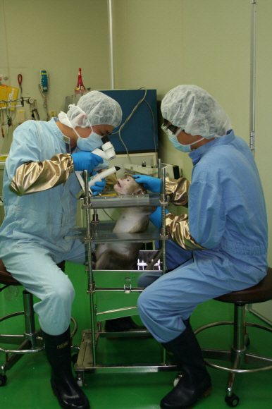 대전에 있는 안정성평가연구소에서 원숭이를 상대로 생체실험을 하고 있다.  대전 박건형기자 kitsch@seoul.co.kr