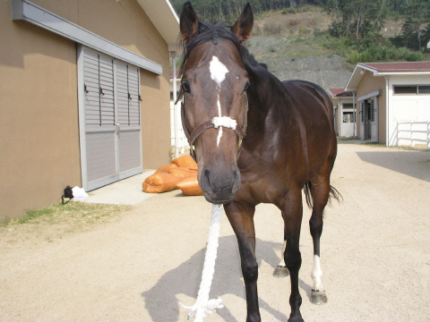씁쓸하게 폐사한 광속구. ‘워낭소리’에 나오는 늙은 소처럼 죽음을 앞두고 눈물까지 뚝뚝 떨어뜨렸을 듯하지 않은가. 씨말로도 쓸 수 없게 되면 소각장에서 몇 줌의 재로 변하고 만다.  한국마사회 제공