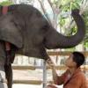지뢰 밟아 다리 잃고 의족 찬 코끼리 모샤