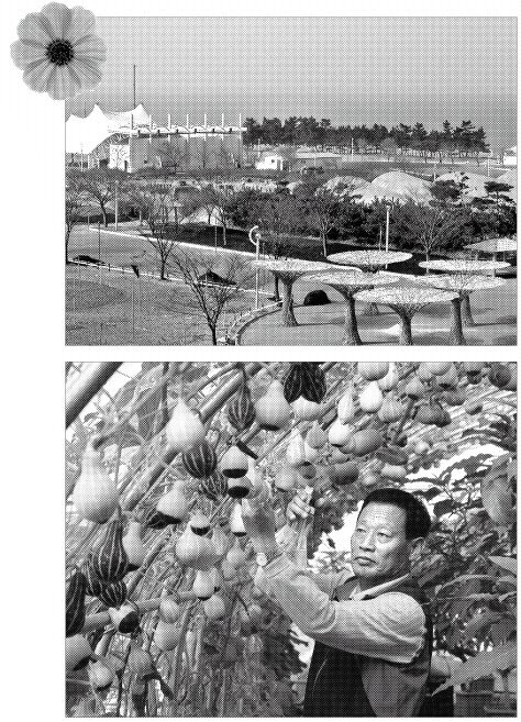 개말 한달을 앞둔 안면도 꽃박람회장 모습. 꽃을 키우고 있는 비닐하우스가 곳곳에 널려 있다(위). 안면도 꽃박람회장에서 양진수씨가 조롱박 터널에서 박을 수정하고 있다(아래).