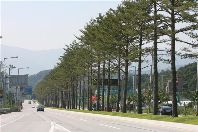 강릉시가 지난해 시(市) 관문인 강릉교도소~홍제동 교차로의 도로 중앙분리대 1㎞구간에 심은 103그루의 금강소나무. 죽죽 뻗은 모양새가 장관을 이루고 있다.  강릉시 제공