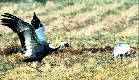 전깃줄에 걸려 다리를 잃은 재두루미. 전국적으로 상해를 입은 두루미 11마리 가운데 8마리가 전깃줄에 의해 다쳤다.  순천시 제공