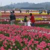 신안 튤립축제 대박 예감