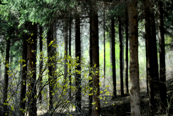 빽빽한 종비나무 숲 사이로 연두색의 새 생명이 돋아나고 있다.