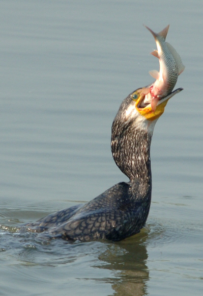 호수를 찾은 철새가 아기 팔뚝만한 숭어를 잡아먹고 있다. 이종원 선임기자 jongwon@seoul.co.kr