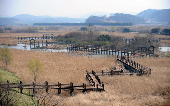 시화호 갈대습지 공원 전경. 호숫물이 깨끗해지면서 자연 생태계가 되살아나 철새·고라니 등과 같은 동물들의 낙원으로 변했다