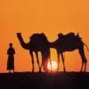 [이희수 교수의 이슬람 이야기3] 낙타를 알면 아랍이 보인다