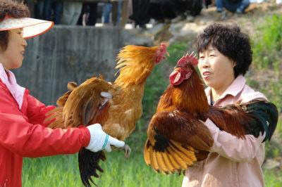 시민들이 김유정 문화제의 체험행사 가운데 하나인 닭 멀리 날리기 대회에 참가하고 있다. 춘천시 제공 