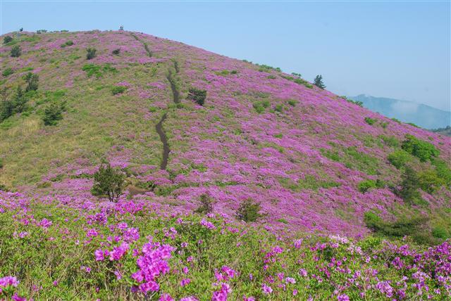 먼저 핀 봄꽃들이 져버려 아쉬운 5월, 보성 일림산에 가면 산 가득 핀 철쭉이 그 아쉬움을 달래준다