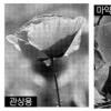 관상용·마약함유 양귀비 구별하세요