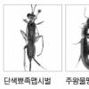 미기록 곤충·거미 5종 주왕산 서식