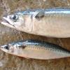 어른 팔뚝만한 대형 고등어 펄쩍펄쩍