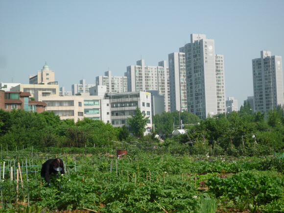 서울 송파구 오금동 4628.12㎡(약 1400평)부지의 동네 텃밭. 