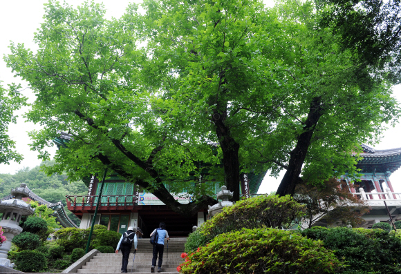 천안의 명물 호두과자의 유래를 짐작케 하는 커다란 호두나무가 자리잡은 광덕사 종무소 앞. 이 호두나무는 천연기념물 398호로 지정돼 있다.