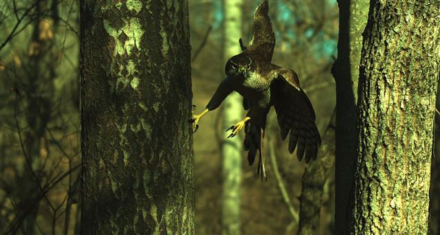 참매의 생태를 국내 최초의 소개한 EBS 창사특별기획 ‘바람의 혼, 참매’. 