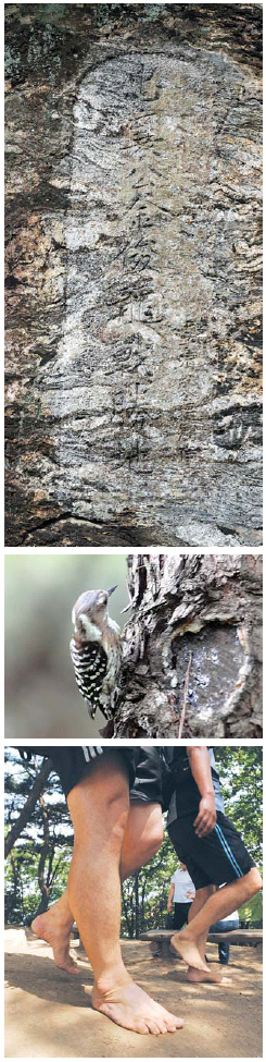 바위에 새겨진 김준용 장군의 전승비(위). 새끼 딱따구리가 먹이를 찾을 정도로 광교산은 생태계가 잘 보존돼 있다(가운데). 등산객들이 맨발로 걸으며 흙기운을 받고 있다.