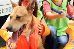 한국 개고기 못 먹게 압력 가한다는 英 외무부…네티즌 “무슨 상관이야”