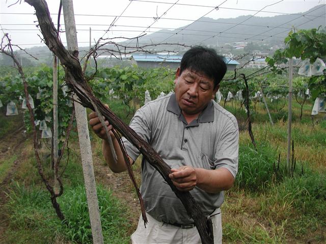 28일 충남 천안시 입장면 호당1리 포도밭에서 농민 이영호씨가 꽃매미에게 수액을 빼앗겨 말라죽은 포도나무를 살펴보고 있다. 꽃매미는 농가의 포도생산량을 3분의1가량이나 떨어뜨렸다.