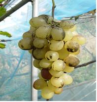 꽃매미로 인해 피해를 본 포도.