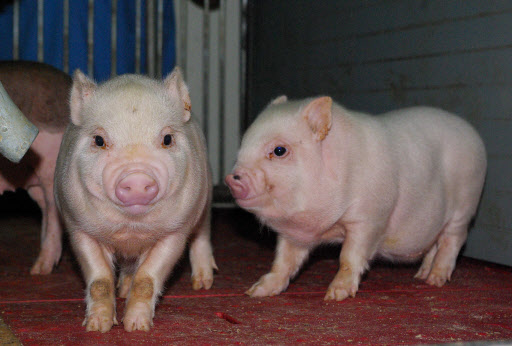 형질전환으로 인간의 면역 유전자를 지니고 태어난 복제 미니돼지(왼쪽)와 일반 미니돼지.  농촌진흥청 제공