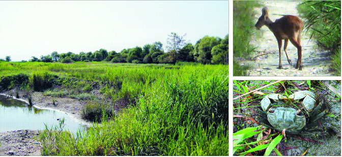 한강 하구에 있는 장항습지에는 버드나무가 국내 하천 가운데 최대 군락을 이루며 고라니(오른쪽 위)와 말똥게(오른쪽 아래)를 비롯, 재두루미, 저어새, 흰뺨검둥오리 등 국제적인 보호 동식물들이 서식하고 있다.