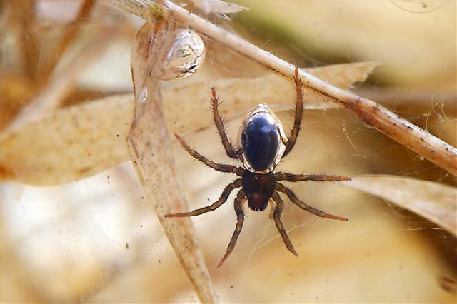 물 속에 거미줄을 쳐놓은 물거미와 공기 주머니집. 국립문화재연구소 제공