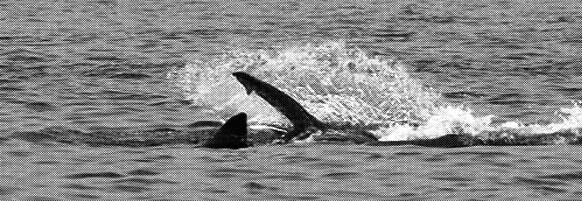 지난 10일 인천 백령도 불범바위 근처에서 백상아리가 잔점박이물범을 공격하고 있다. 국립수산과학원 제공