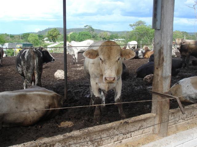 햄버거로 인한 열대림 환경파괴 현장을 집중 고발한 EBS 다큐프라임 ‘햄버거 커넥션’편.