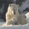 온난화로 신음하는 북극의 미래는…