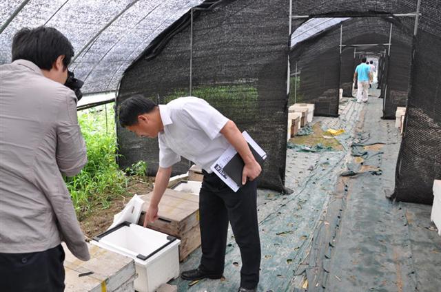한국토지공사 직원들이 최근 위례신도시 지구에 포함된 서울 장지동 한 마을입구 비닐하우스에서 스티로폼으로 만든 벌통을 열어 보고 있다.